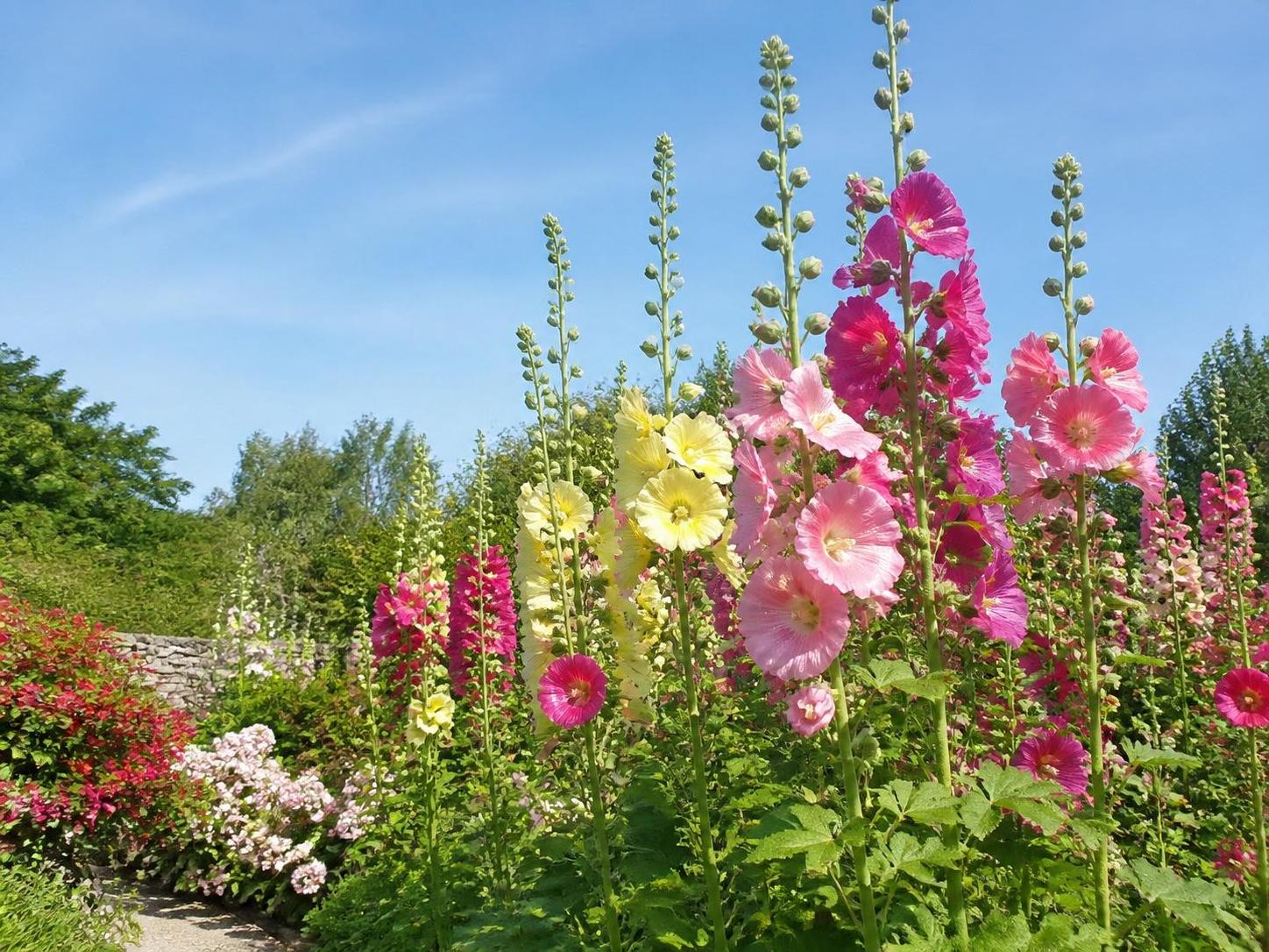 découvrez comment choisir et semer des graines de rose trémière pour apporter couleur et beauté à votre jardin. guide pratique pour un semis réussi et un jardin fleuri toute la saison.