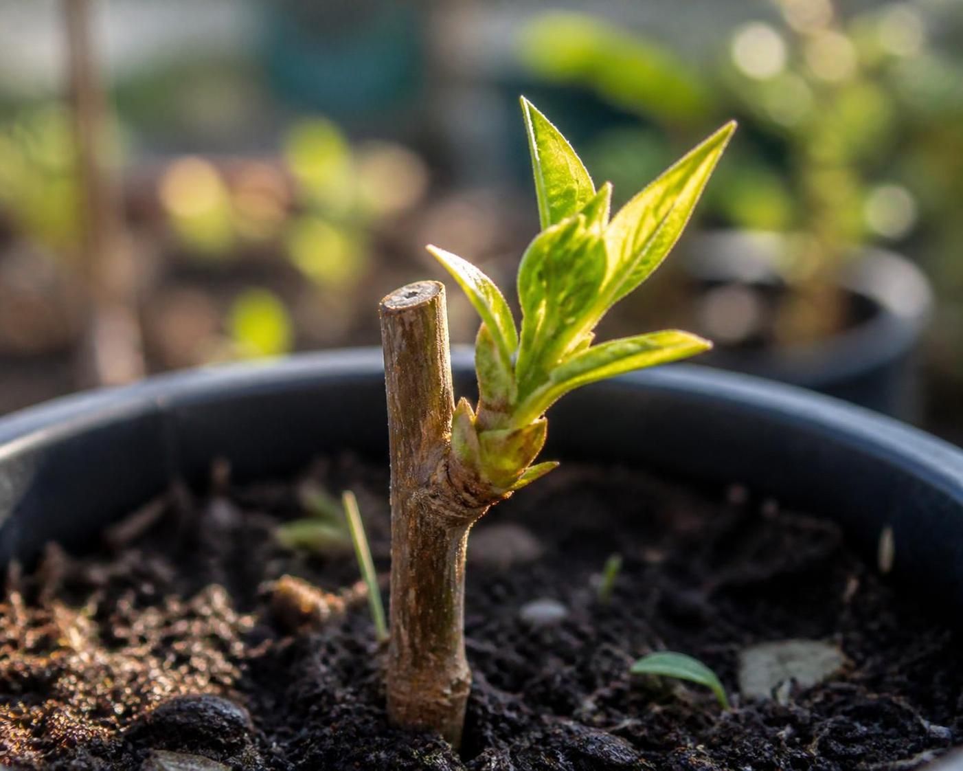 découvrez nos astuces simples et efficaces pour réussir la bouture de forsythia et multiplier facilement cet arbuste lumineux dans votre jardin.